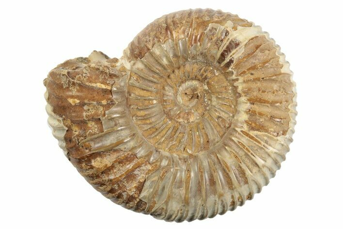 1 1/2" Polished Perisphinctes Ammonite Fossils - Madagascar - Photo 1